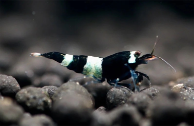 Tép Black King Kong